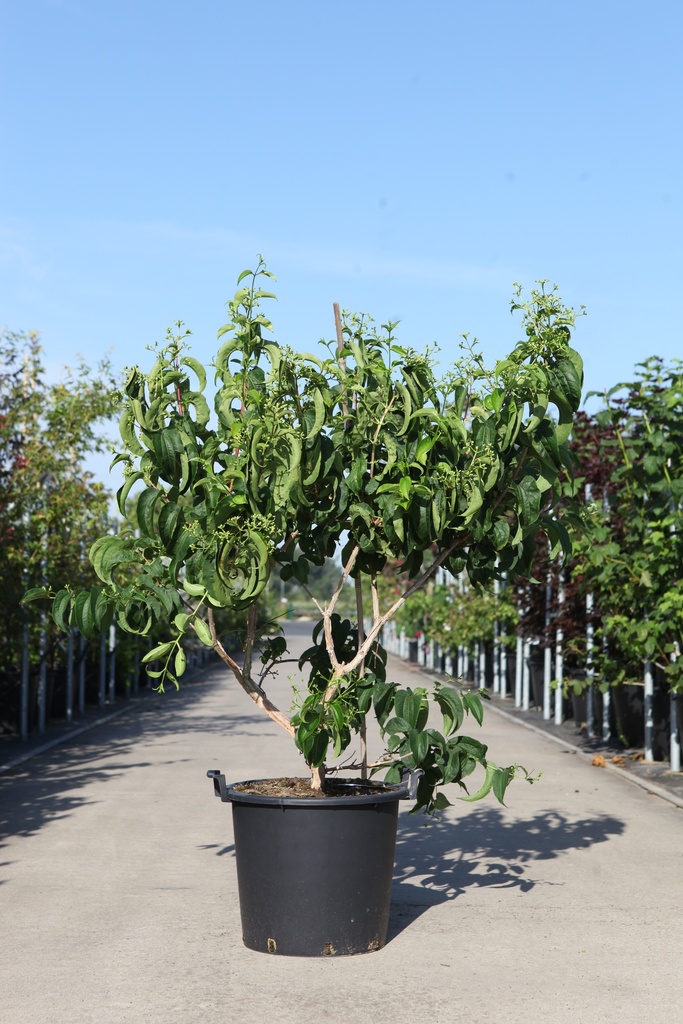 [P] Heptacodium miconioides First Editions® TIANSHAN (PBR) cont. 30L 100-125 cm +ф