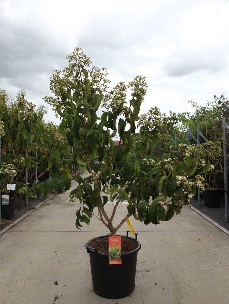 [P] Heptacodium miconioides First Editions® TIANSHAN (PBR) cont. 30L 100-125 cm +ф