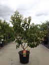Heptacodium miconioides First Editions® TIANSHAN (PBR) cont. 30L 100-125 cm +B