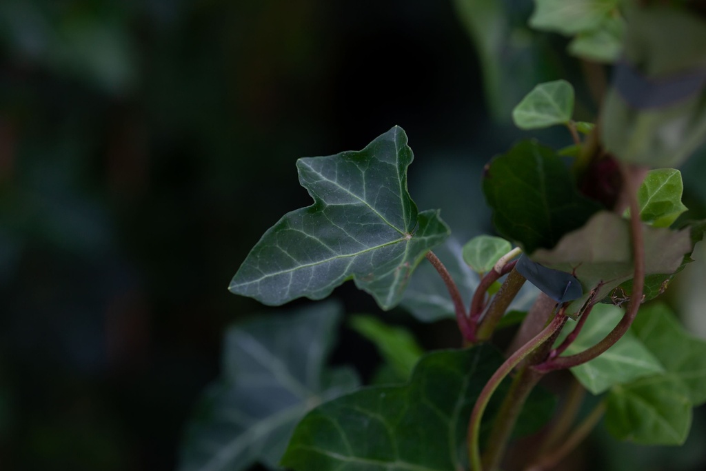 Hedera hibernica cont. 1,5L 80-100 cm
