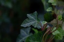 Hedera hibernica cont. 1,5L 80-100 cm