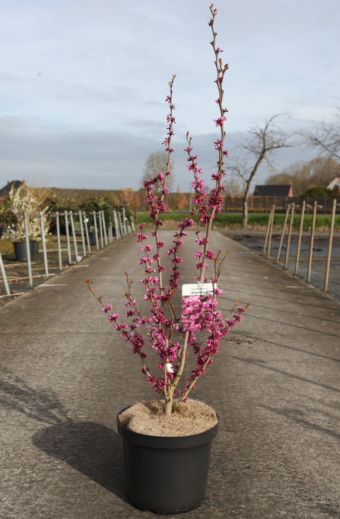 Cercis chinensis 'Avondale' cont. 12L 60-80 cm +ф