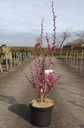 Cercis chinensis 'Avondale' cont. 12L 60-80 cm +ф