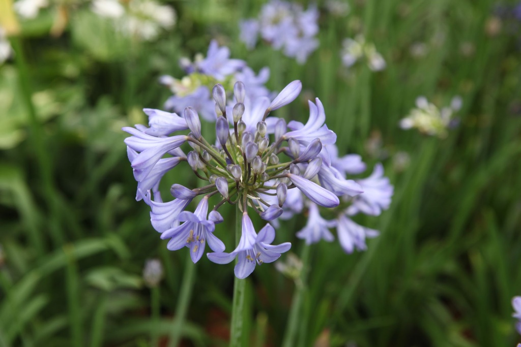 [P] Agapanthus 'Blue Curaçao®' cont. 3,6L +p