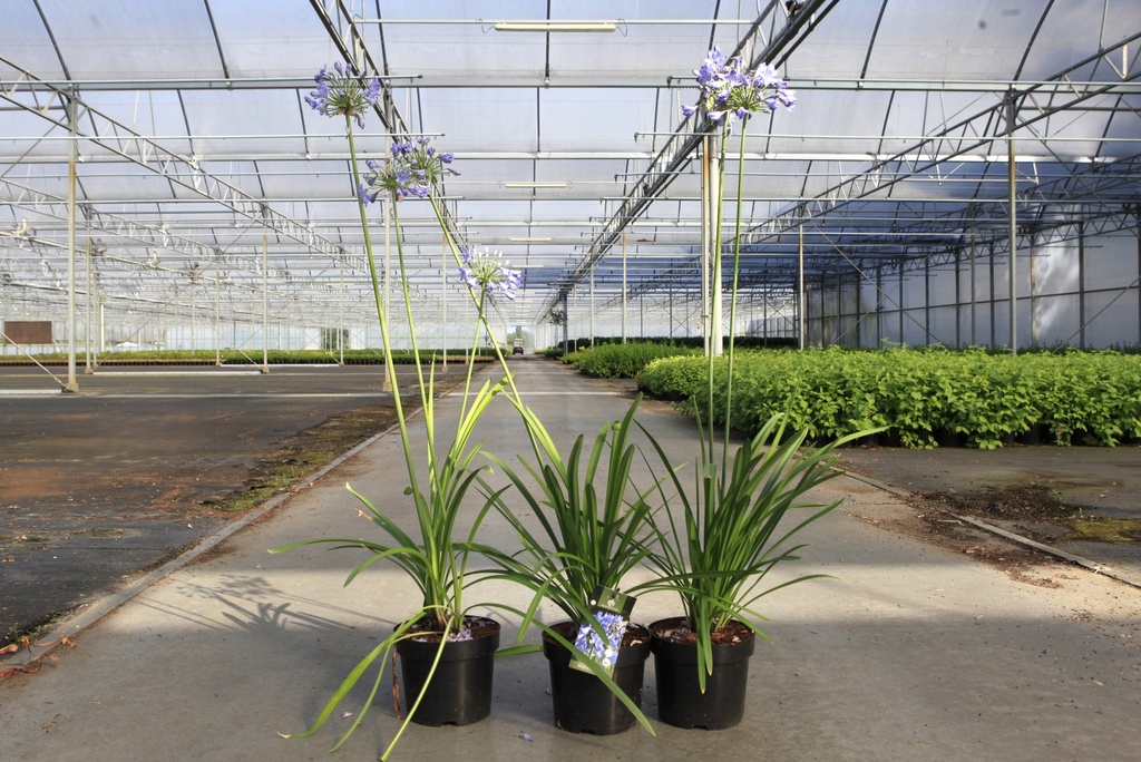 [P] Agapanthus 'Blue Curaçao®' cont. 3,6L +p