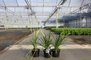 Agapanthus 'Blue Curaçao®' cont. 3,6L bladverliezend +f