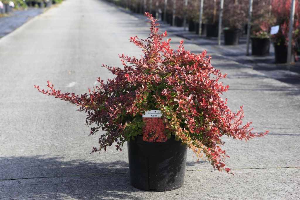 [P] Berberis thunbergii CORAL (PBR) cont. 10L 40/+ cm +B