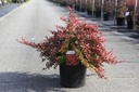 Berberis thunbergii CORAL (PBR) Kont. 10L 40/+ cm +B