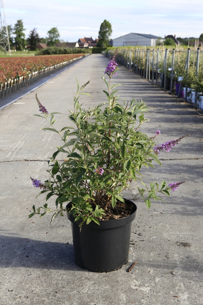 Buddleja davidii 'Sophie' (PBR) cont. 10L 60/+ cm +p