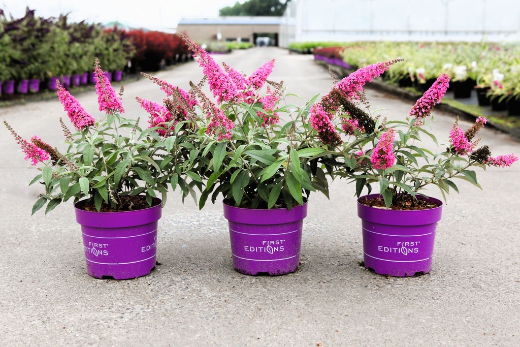 Buddleja davidii First Editions® TRIPPY PINK (PBR) cont. 3,6L deco 40-50 cm +B
