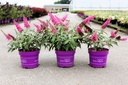 Buddleja davidii First Editions® TRIPPY PINK (PBR) cont. 3,6L deco 40-50 cm +ф