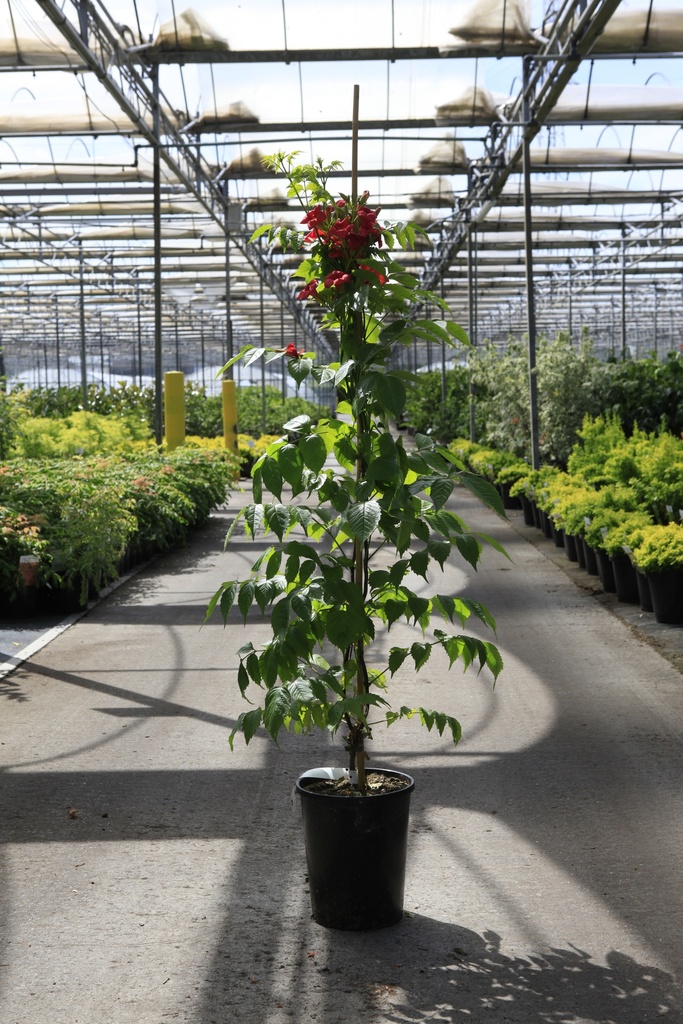 [P] Campsis radicans EBONY & RED (PBR) cont. 7L hoog 125-150 cm +f