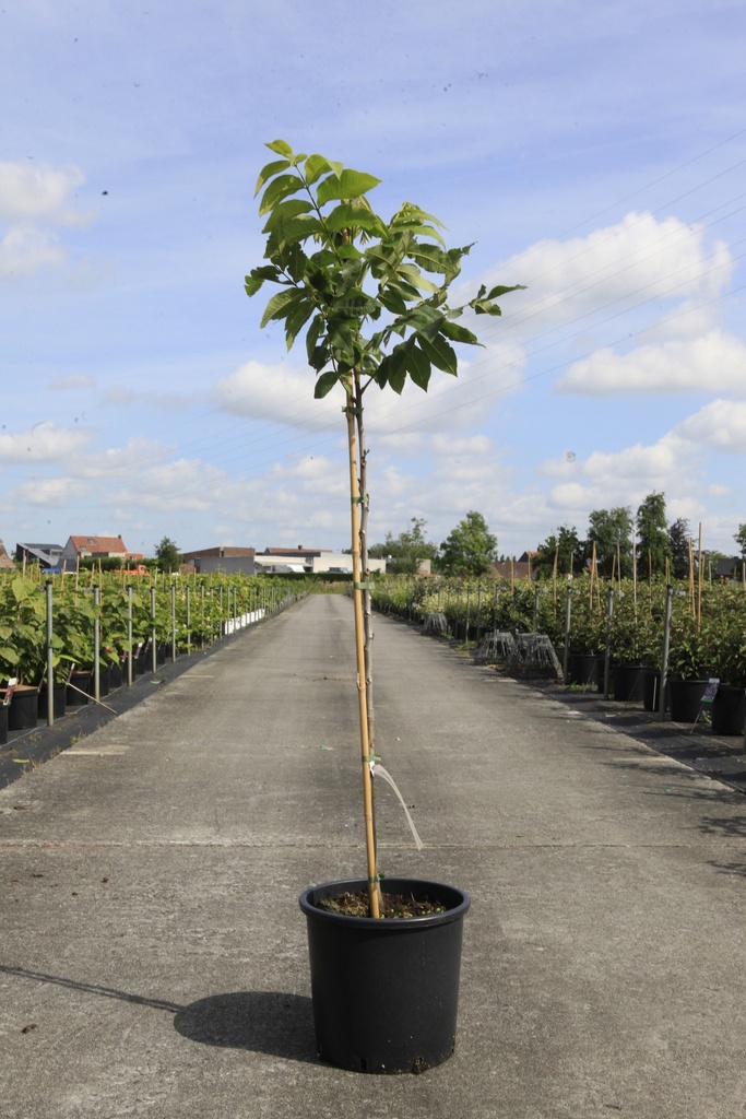 [P] Carya illinoinensis cont. 15L 80-100 cm