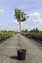 Carya illinoinensis cont. 15L 80-100 cm