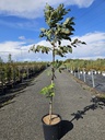 illinoinensis cont. 15L 80-100 cm