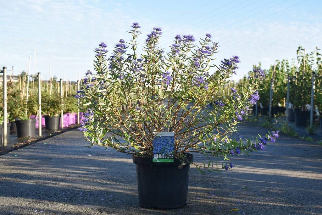 [P] Caryopteris clandonensis 'First Choice' cont. 10L 40-50 cm +f