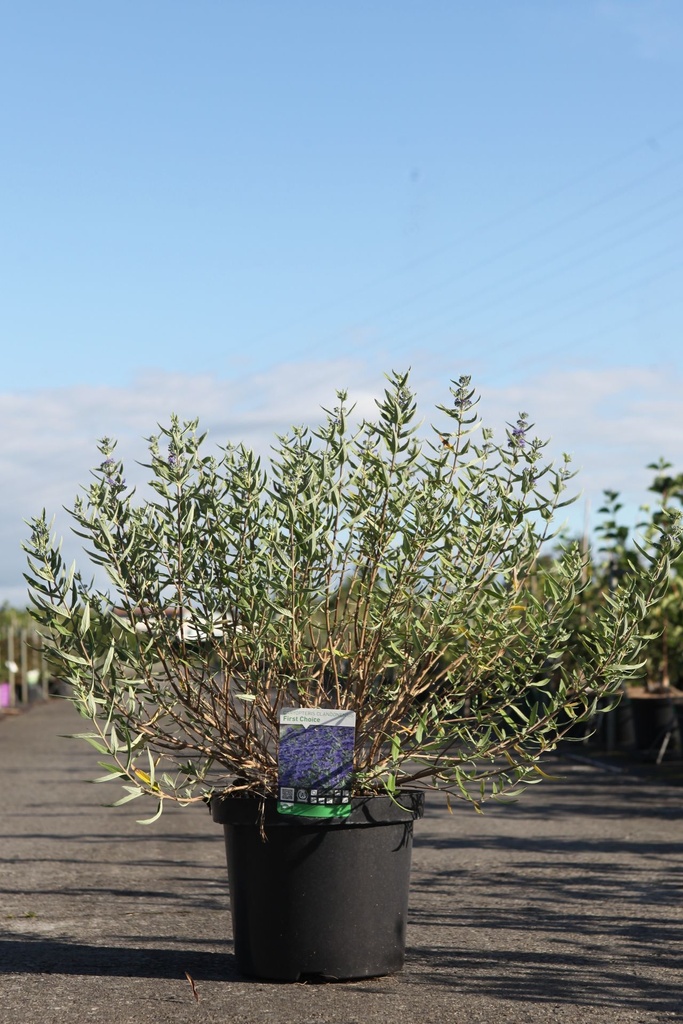 Caryopteris clandonensis 'First Choice' cont. 10L 40-50 cm +p
