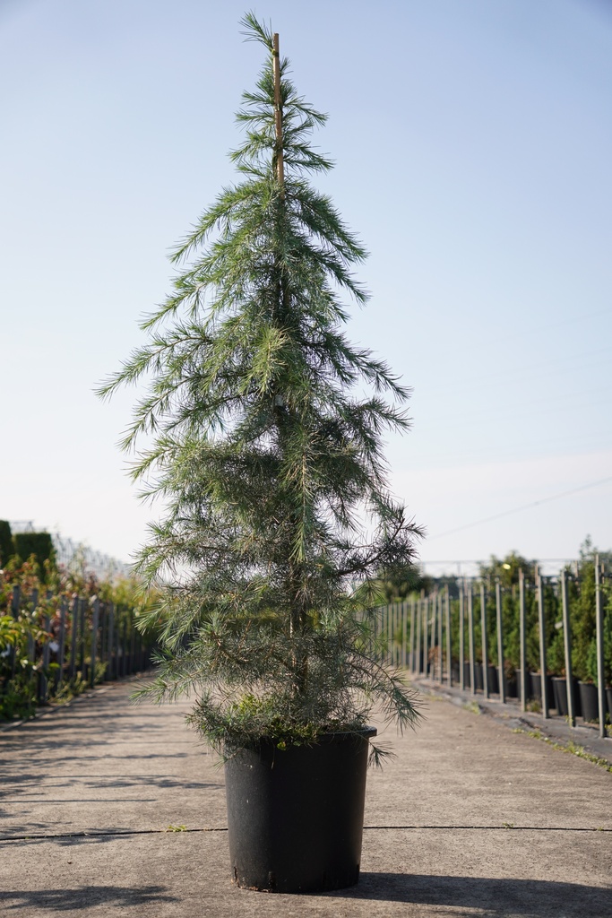 [P] Cedrus deodara cont. 25L 150/+ cm