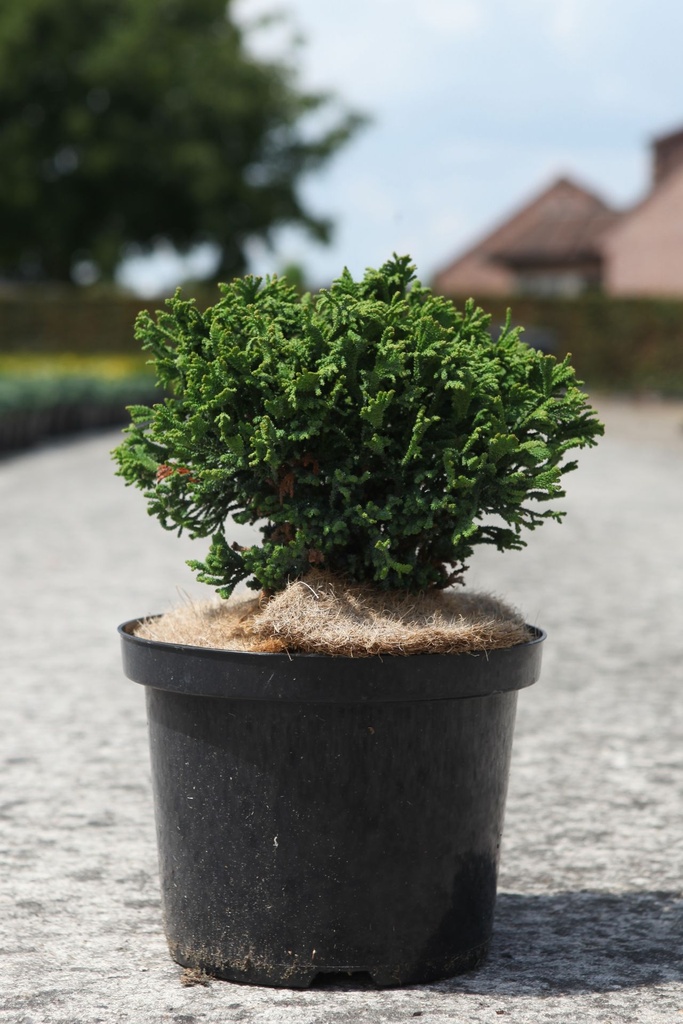 [P] Chamaecyparis obtusa 'Brigitte' cont. 5L 20-25 cm