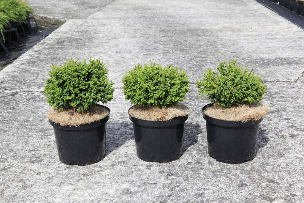 [P] Chamaecyparis obtusa 'Brigitte' cont. 5L 20-25 cm