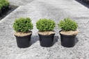 Chamaecyparis obtusa 'Brigitte' cont. 5L 20-25 cm