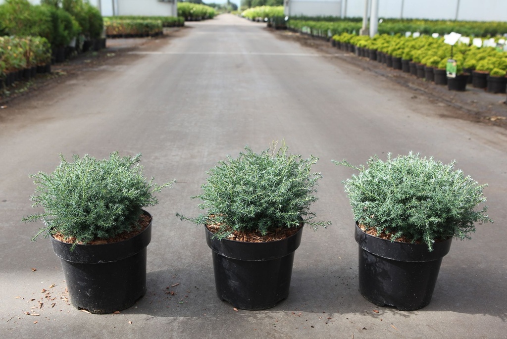 [P] Chamaecyparis pisifera 'Cumulus' cont. 3L 20-25 cm