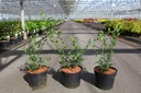 Citrus aurantium cont. 3,6L 30-40 cm +B