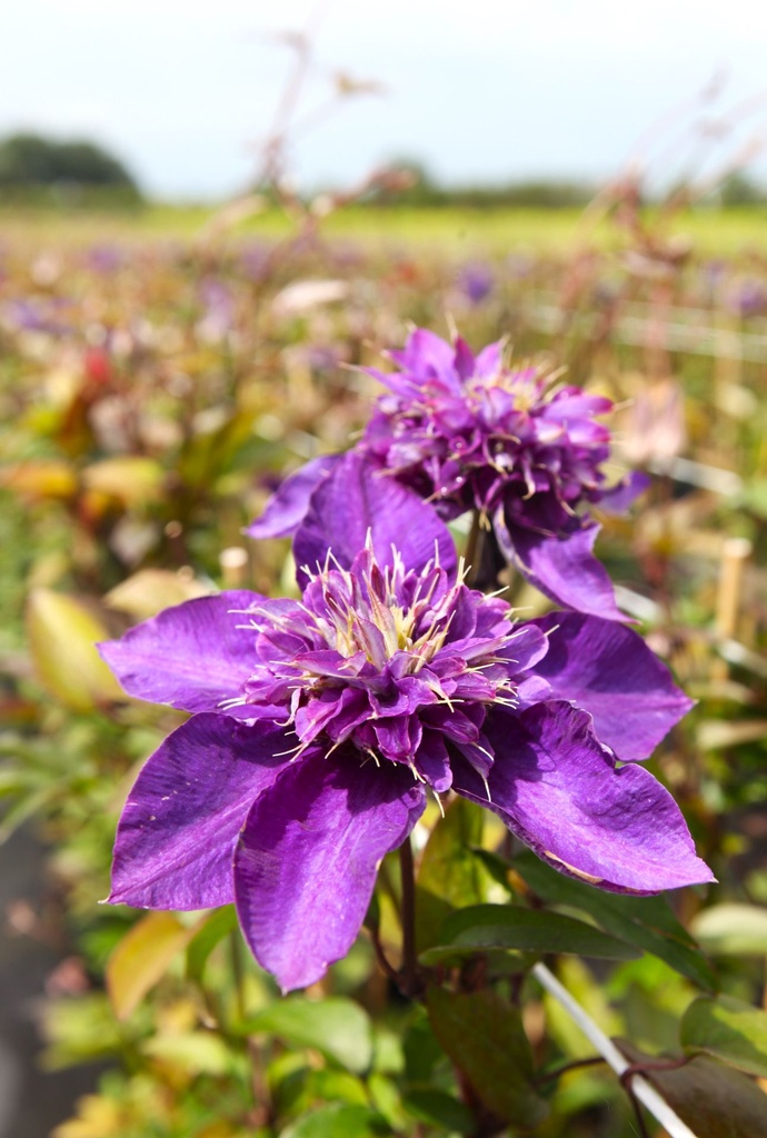 [P] Clematis 'Multi Pink' cont. 3L haut 80-100 cm +p