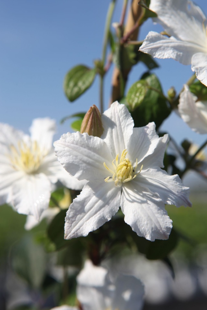 [P] Clematis 'White Arabella' cont. 3L hoch 80-100 cm +B