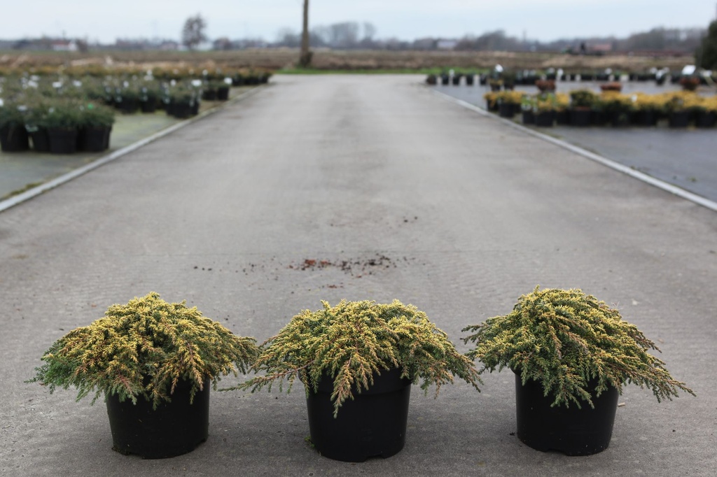 [P] Juniperus communis 'Lemon Carpet' cont. 3L 20-25 cm
