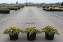 Juniperus communis 'Lemon Carpet' cont. 3L 20-25 cm