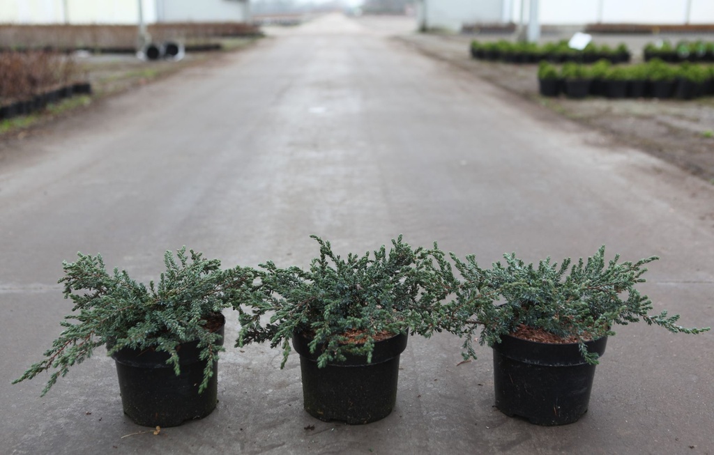 Juniperus communis 'Ristol' cont. 2L 20-30 cm +f