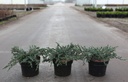 Juniperus communis 'Ristol' cont. 2L 20-30 cm +f