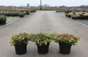 Juniperus conferta 'Sunflower' (PBR) cont. 3L 20-25 cm +ф