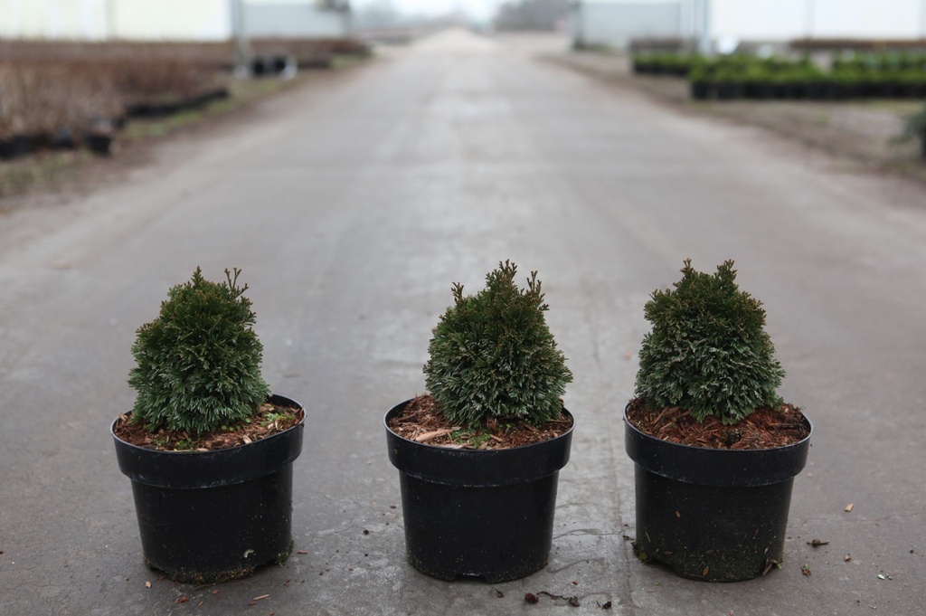 [P] Thuja occidentalis 'Maks' cont. 2L 20-25 cm
