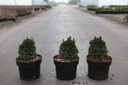 Thuja occidentalis 'Maks' cont. 2L 20-25 cm