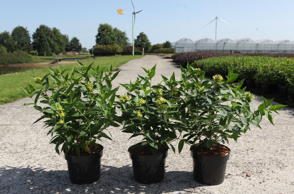 Diervilla sessilifolia 'Butterfly' cont. 3,6L 30-40 cm +p