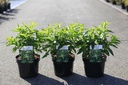 Diervilla sessilifolia 'Butterfly' cont. 3,6L 30-40 cm +ф