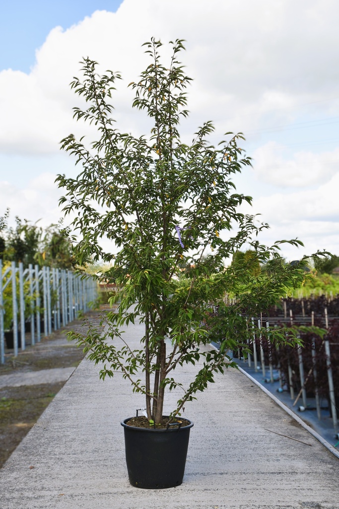 [P] Prunus ROYAL FLAME (PBR) Kont. 70L 200/+ cm Multistamm