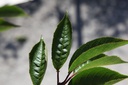 Prunus ROYAL FLAME (PBR) cont. 70L 200/+ cm multi-stem
