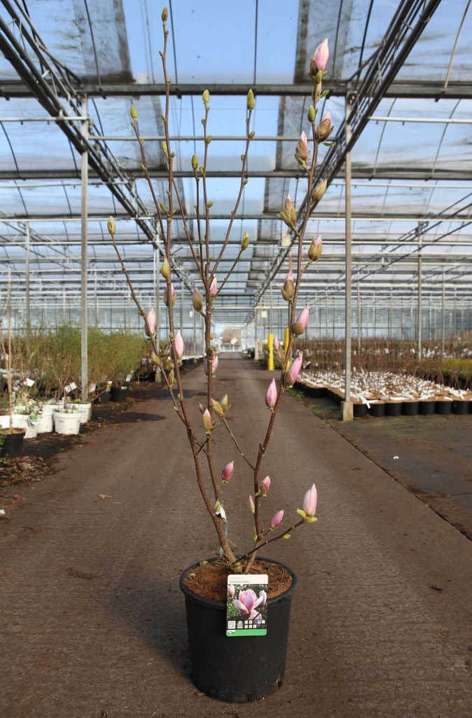 Magnolia 'Satisfaction' cont. 15L 100/+ cm +p