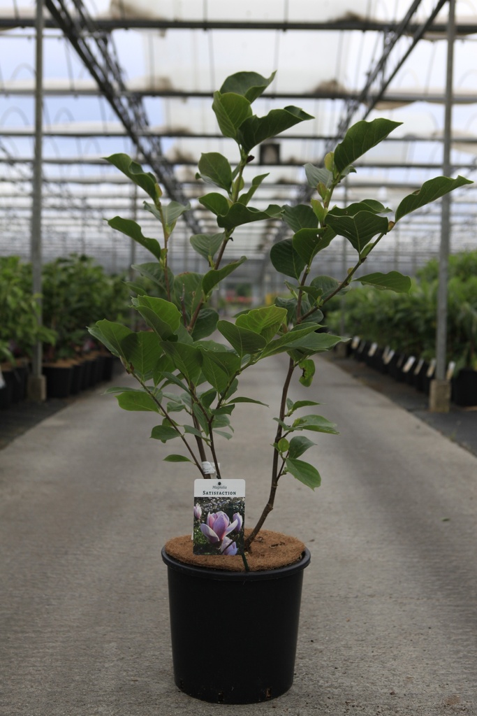 [P] Magnolia 'Satisfaction' cont. 15L 100/+ cm +p