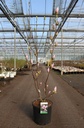 Magnolia 'Satisfaction' cont. 15L 100/+ cm +B
