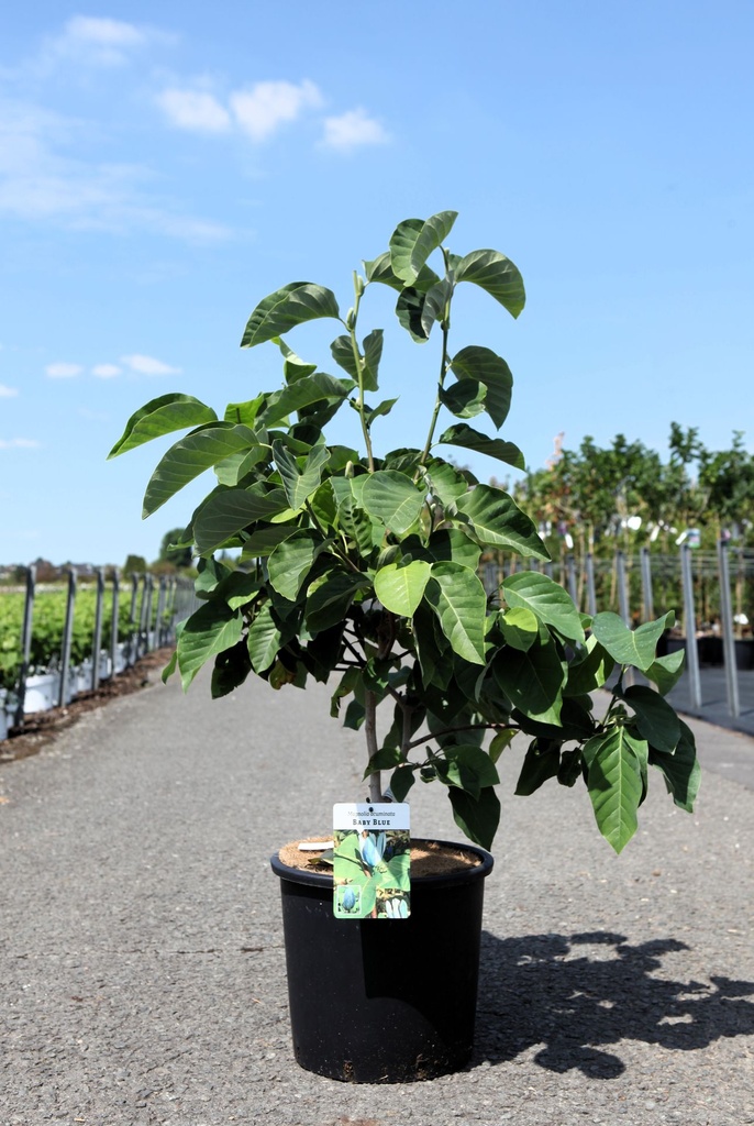 Magnolia acuminata 'Baby Blue' cont. 15L 80-100 cm +p