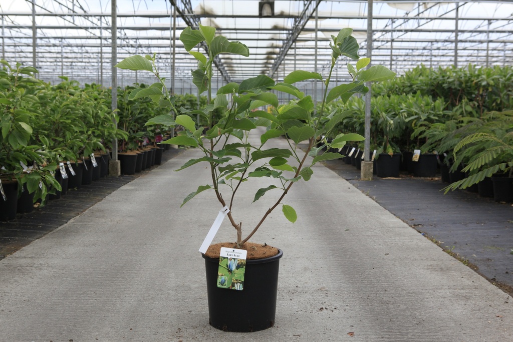 [P] Magnolia acuminata 'Baby Blue' cont. 15L 80-100 cm +p
