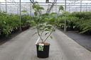 Magnolia acuminata 'Baby Blue' cont. 15L 80-100 cm +ф