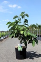 Magnolia acuminata 'Baby Blue' cont. 15L 80-100 cm +p