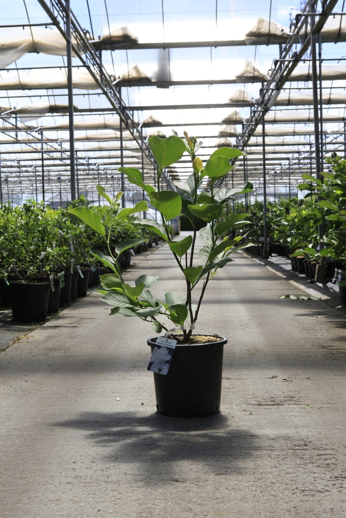 [P] Magnolia denudata 'Double Diamond' cont. 18L 80-100 cm +p