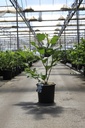Magnolia denudata 'Double Diamond' Kont. 18L 80-100 cm +B