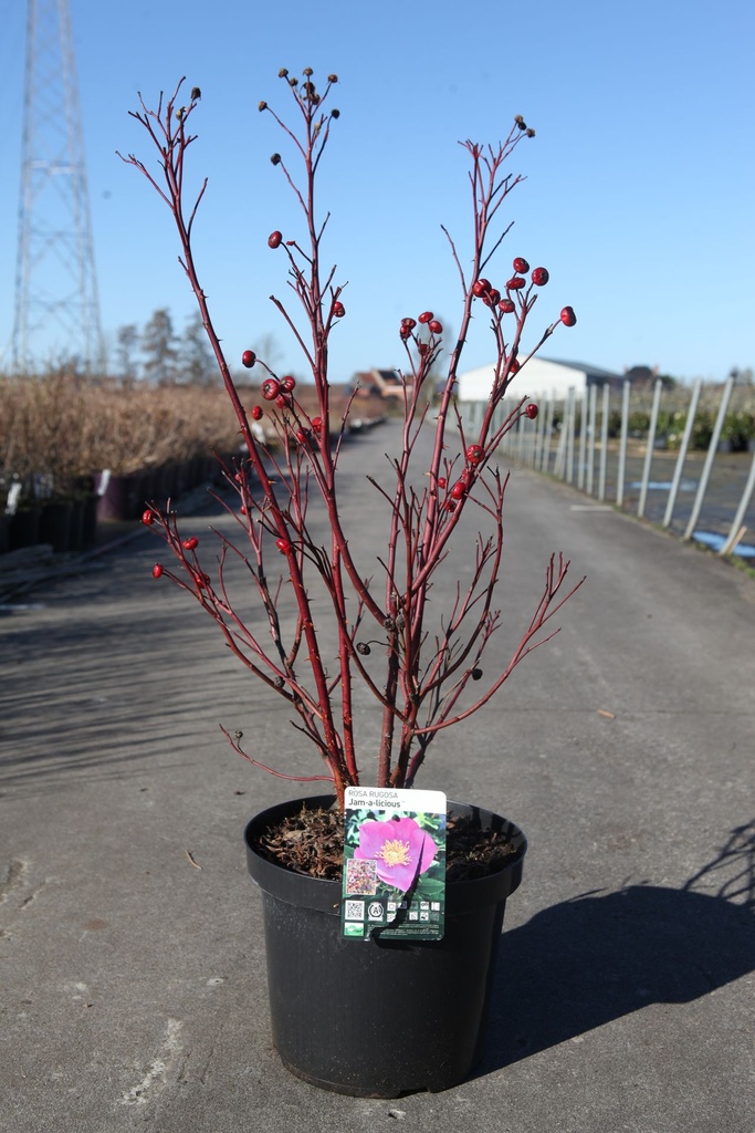 Rosa rugosa JAM-A-LICIOUS (PBR) cont. 10L 50-60 cm +ф